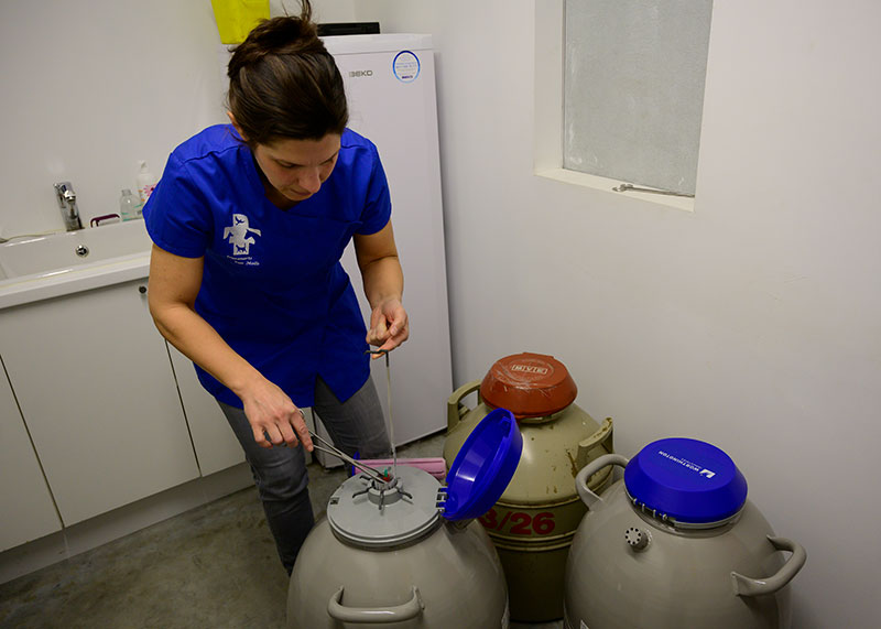 Hengsten service